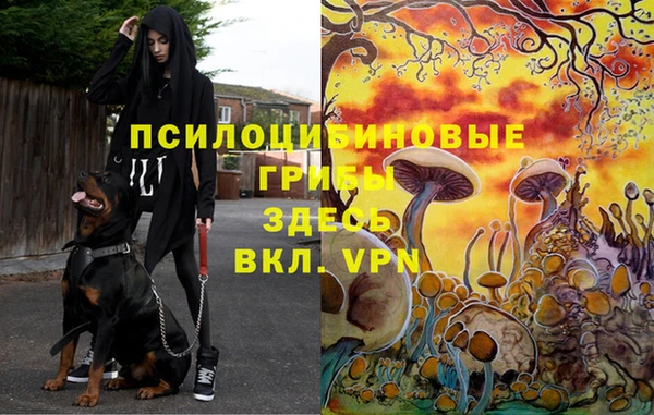 бошки Корсаков